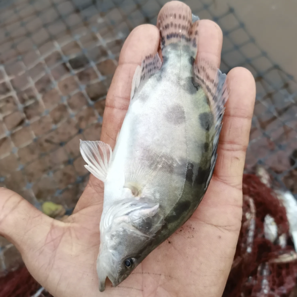 桂花鱼又叫淡水石斑鱼，也是一种名贵鱼