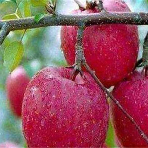 市场上买的苹果里面的籽能种成一棵苹果树吗