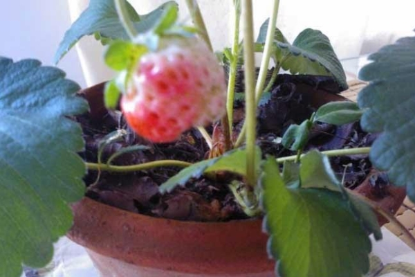 草莓种了一年后要拔掉吗