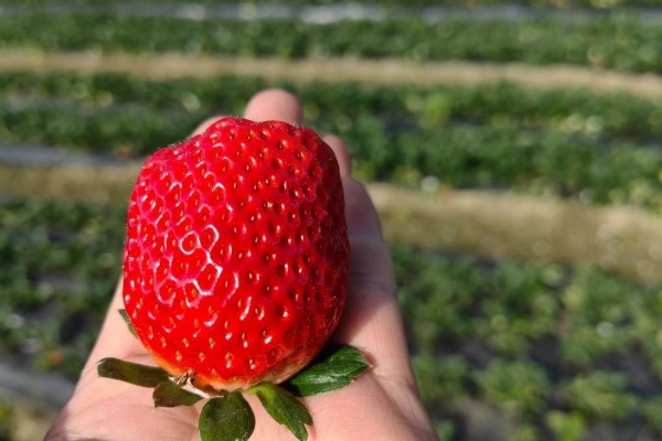 ​露地草莓年前怎么管理你知道吗？