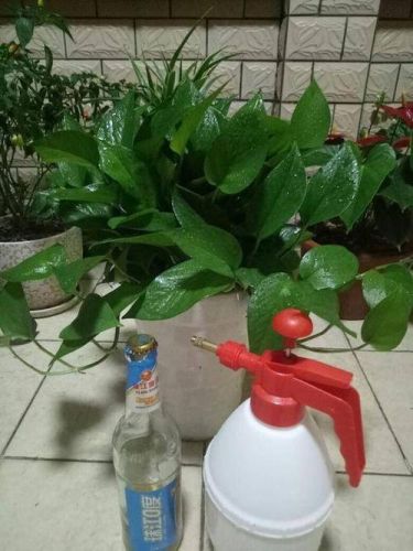 食用油是否能浇花 废植物油可以直接浇花吗