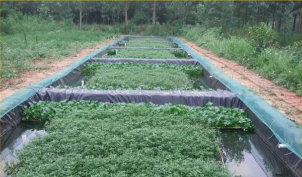 黄鳝养殖模式有哪些和网箱水泥池养殖模式哪个好？