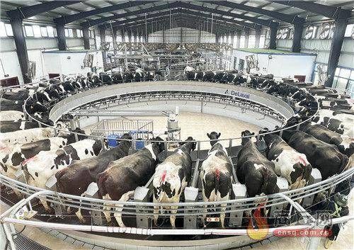奶牛养殖行业风险是什么？