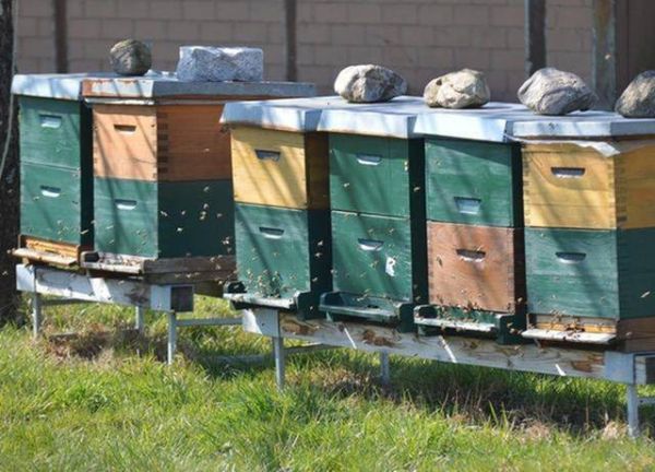 蜜蜂怎么养殖的？