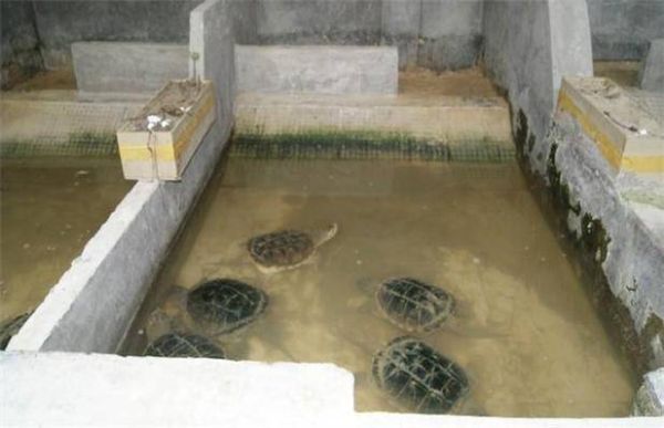乌龟养殖场需要多少投入？