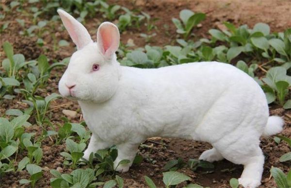 獭兔多少钱一斤市场价？