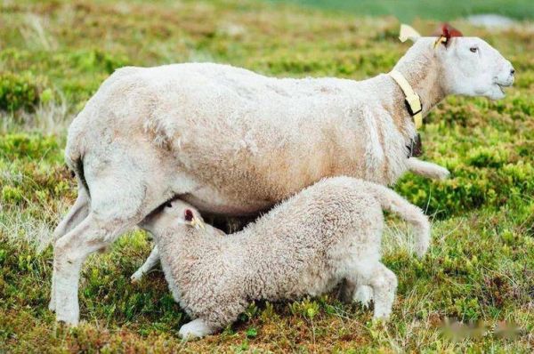 怎样判断母羊肚子里有几只羊？