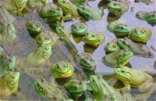 人工养殖青蛙前景如何？