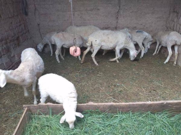 养羊的前景与利润怎样？