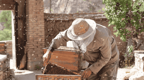 养蜂的成本是多少？