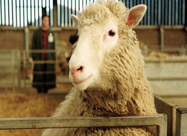 羊的寿命一般在多少年左右？