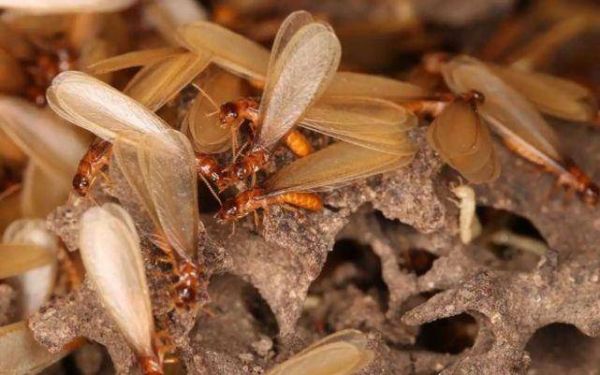 白蚁蚁后死了其它的白蚁会死么？