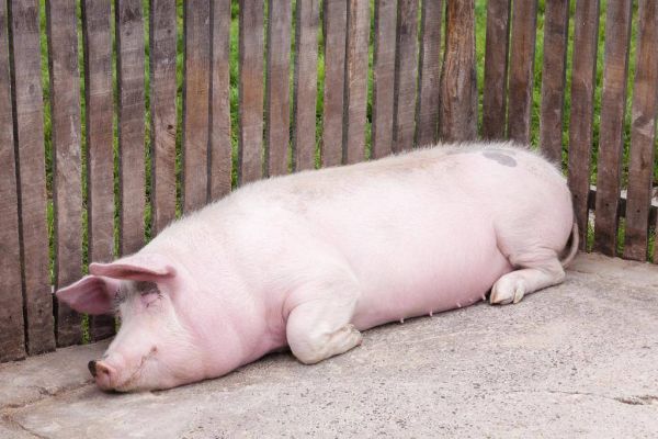 猪睡觉身上颤抖是什么原因？