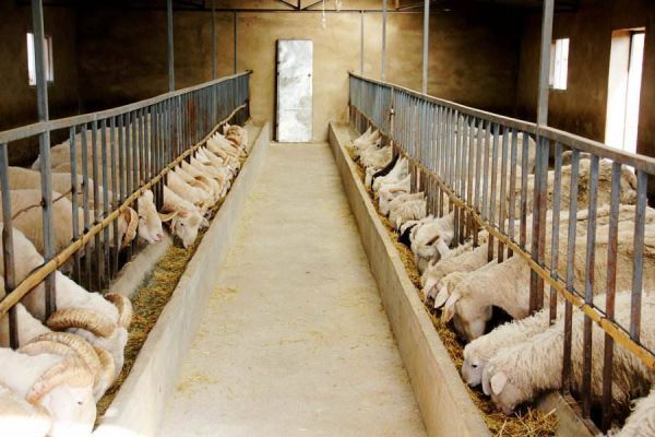 养羊常见的4大问题及解决方法