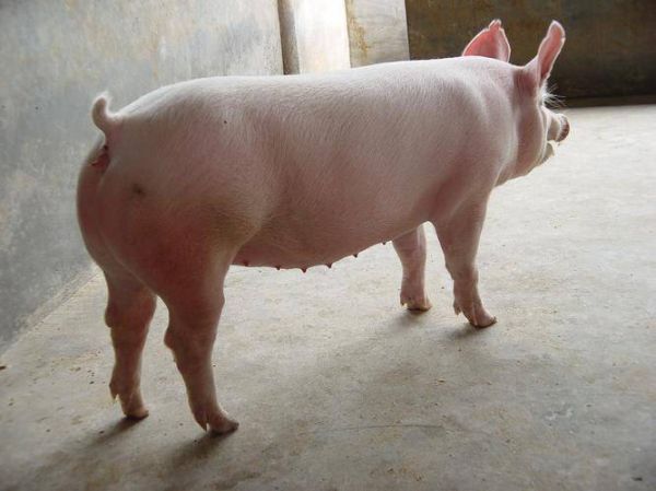 内二元和外二元母猪怎么区分？